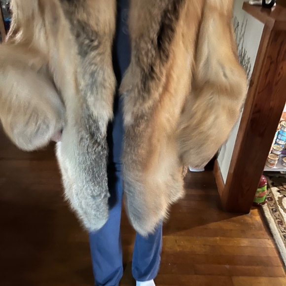 Beautiful Golden island fox coat - Picture 10 of 16